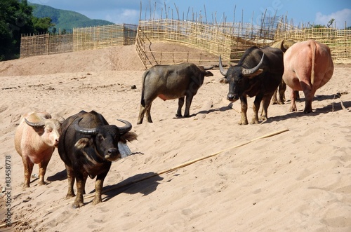 Buffles au Laos photo