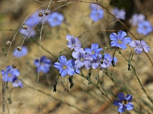 Österreichischer Lein (Linum austriacum)
 photo