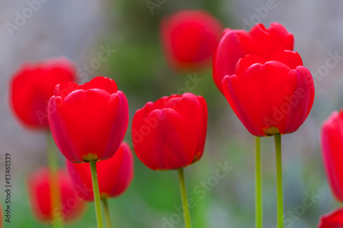 closeup red tulips