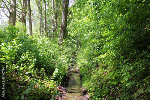 Waldweg mit Bach und Sonnenstrahlen 