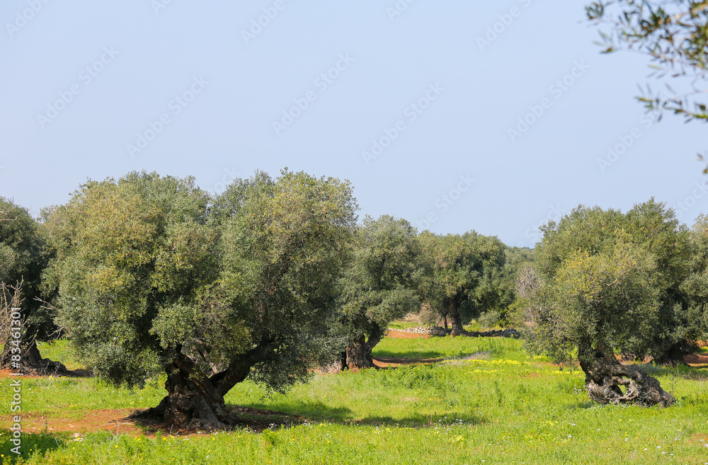 Olive garden near Ostuni, Puglia, South Italy Olive garden near Ostuni, Puglia, South Italy