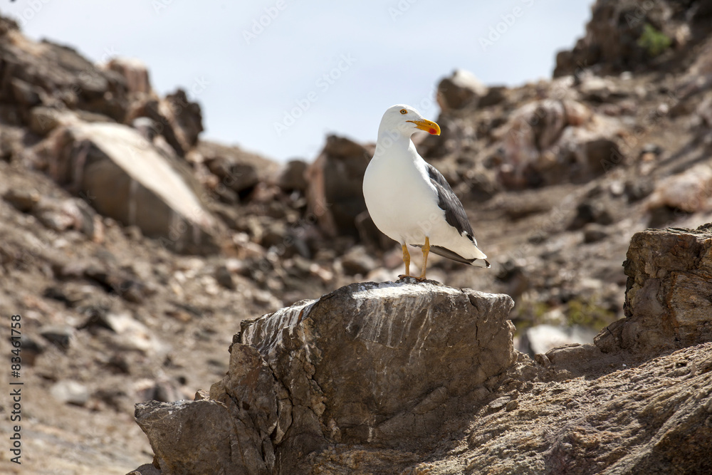 Gaviota en Bahía de los Ángeles - Baja California Gaviota en Bahía de los Ángeles - Baja California