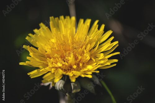 glowing dandelion flower blooming in early spring  macro photogr