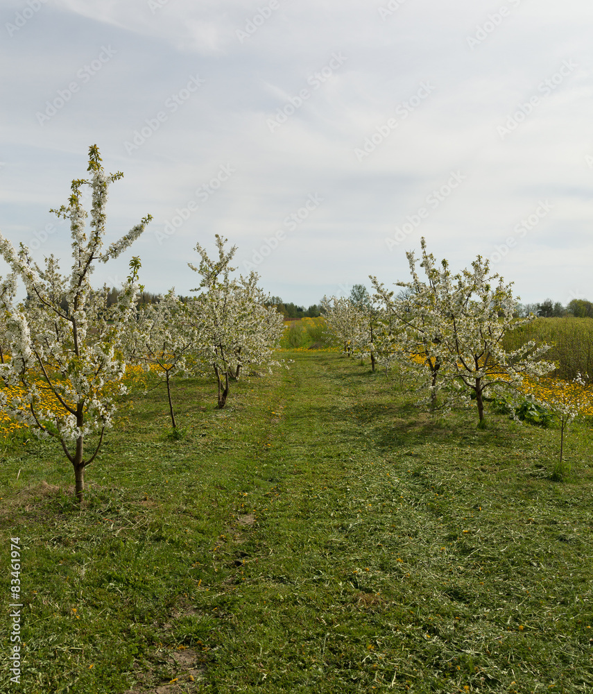 Spring on the berry field.