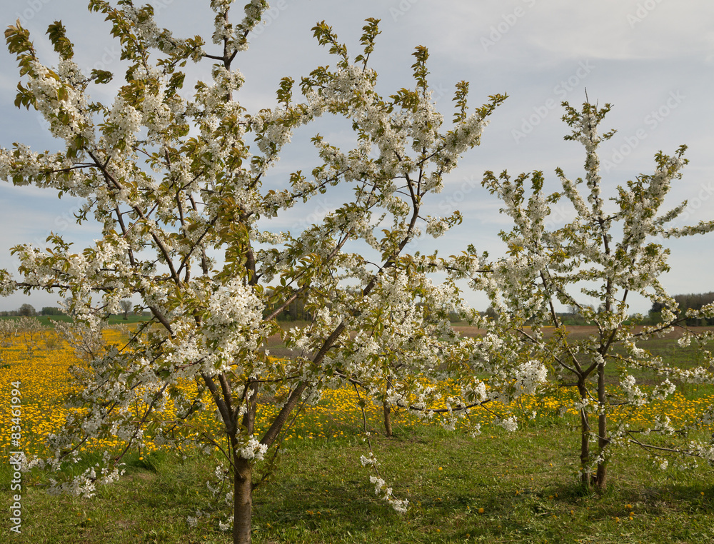 Spring on the berry field.
