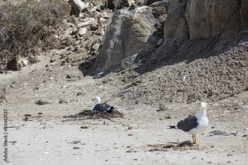 Fototapeta premium Gaviotas en sus nidos