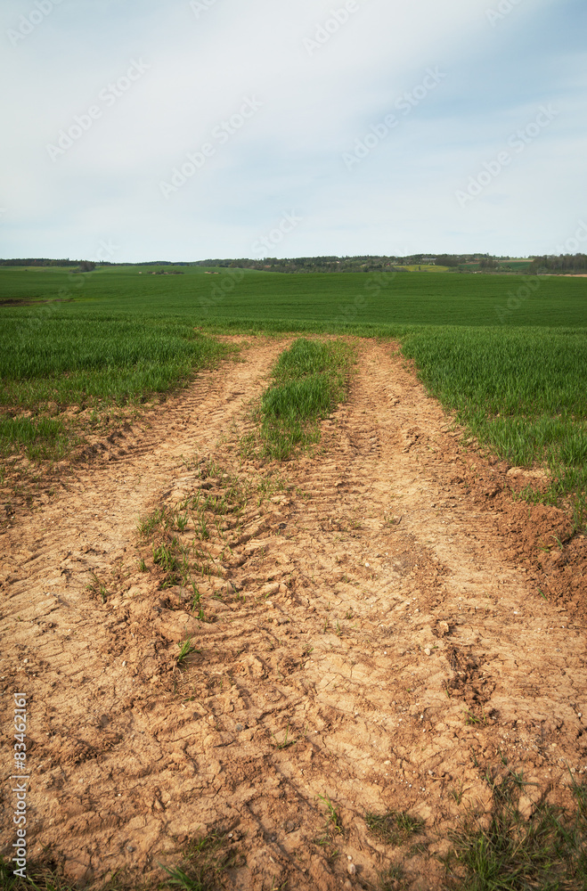 Growing wheat.