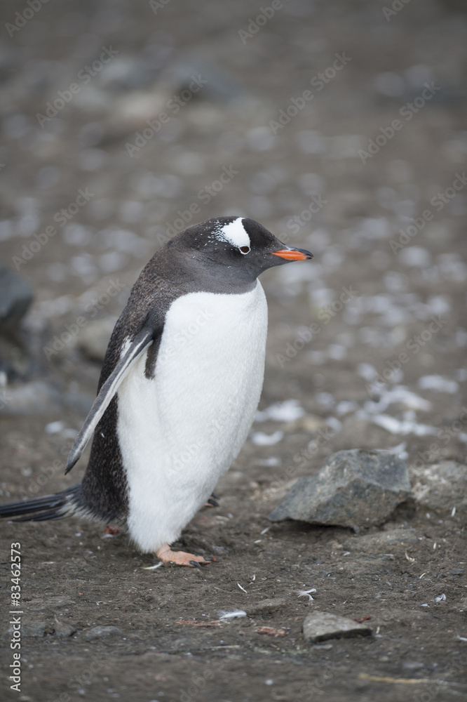 Naklejka premium Gentoo Penguin - South Shetlands