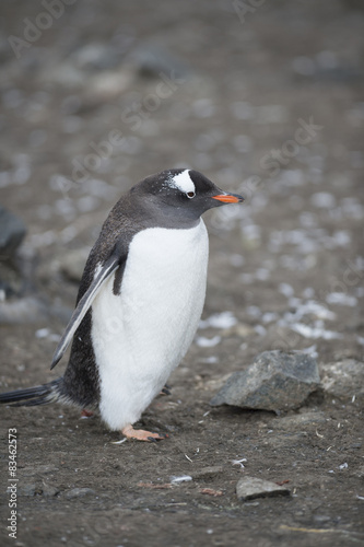 Gentoo Penguin - South Shetlands