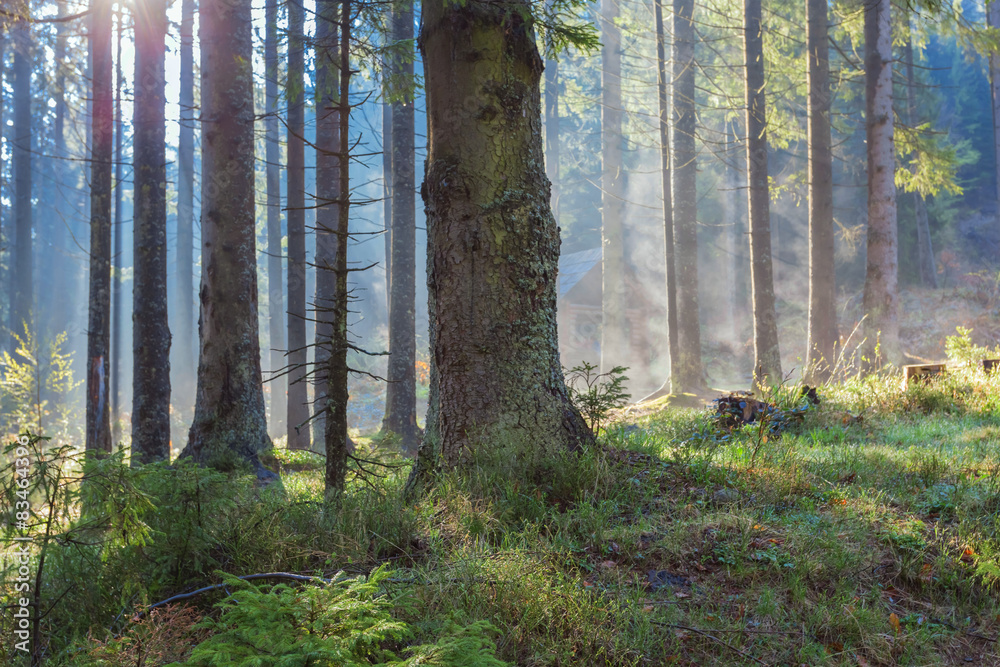 Fototapeta premium mountain fir tree forest scene