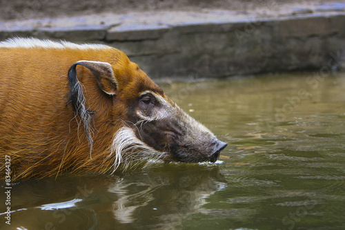 Penseelzwijn gaat zwemmen. photo