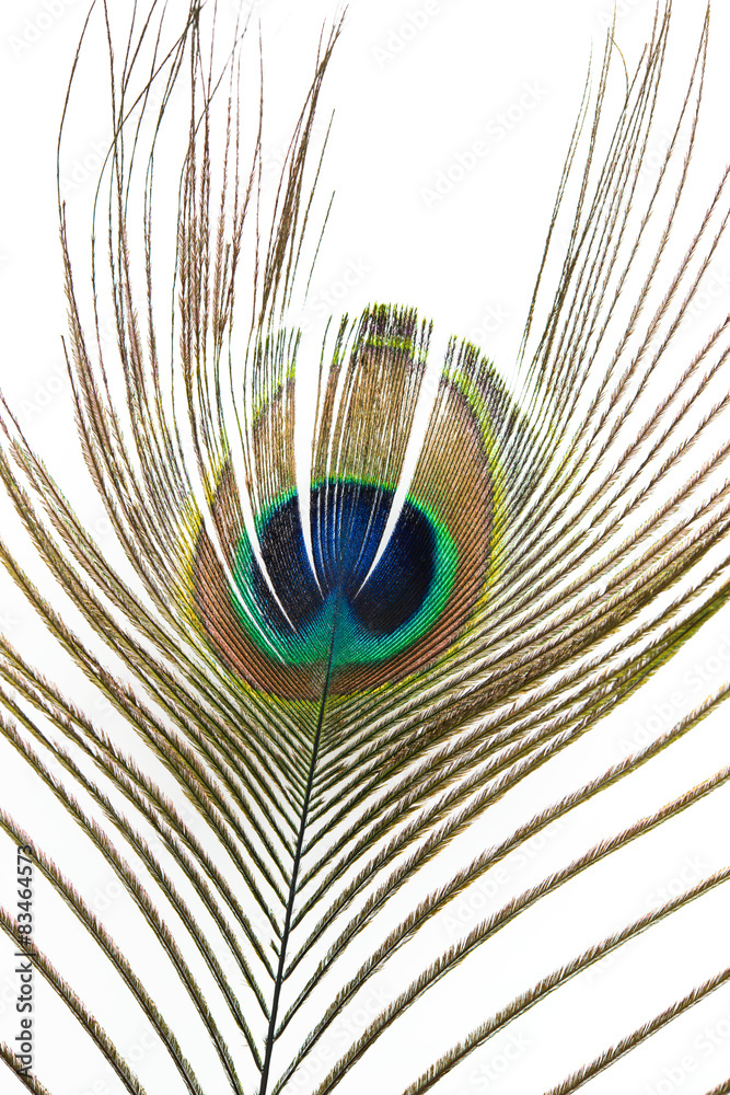Naklejka premium peacock feather