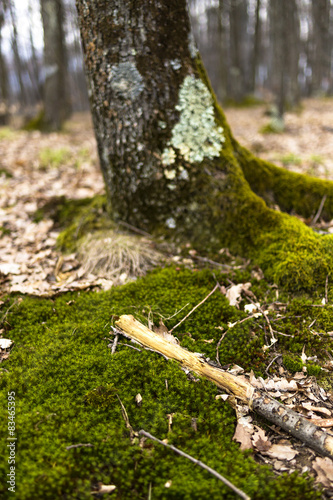 Closeup of tree with moss on roots