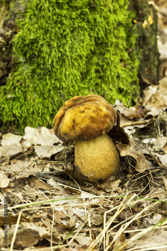 mushroom in the forest