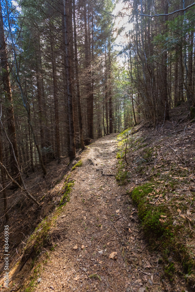 Fototapeta premium mountain fir tree forest scene