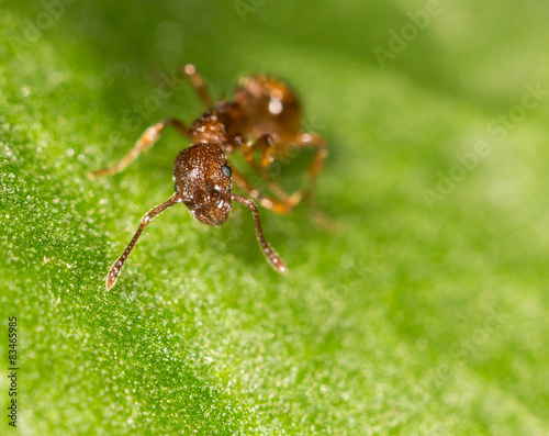 Ant on a green leaf. close © schankz