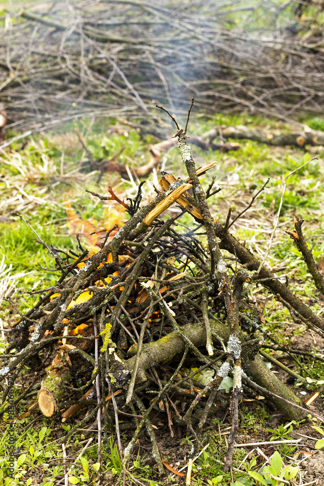 tree branches burning in spring