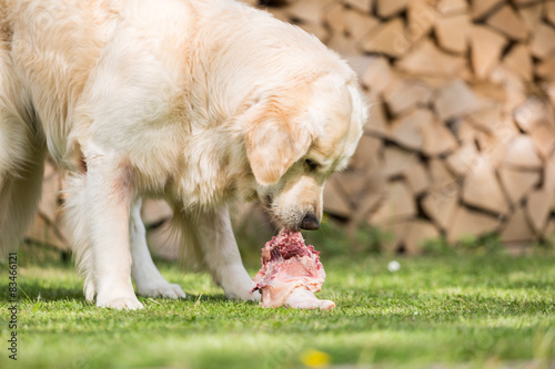 Fototapeta Naklejka Na Ścianę i Meble -  Hund isst Huhn