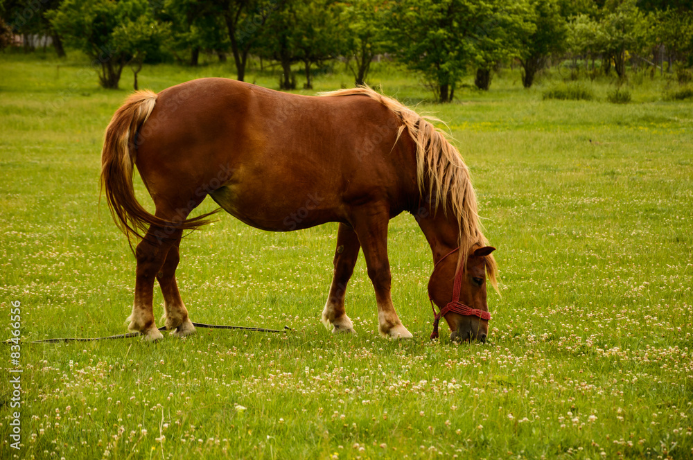 Beautiful Brown Horse on a field