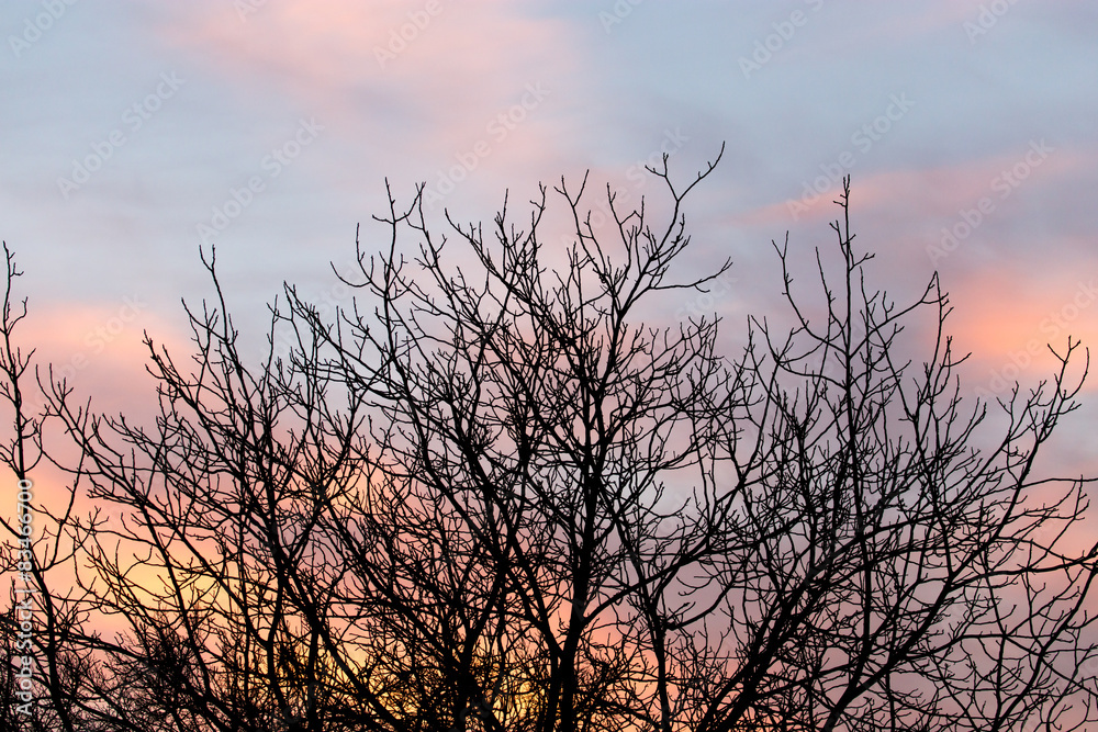 bare branches of a tree at sunset bare branches of a tree at sunset