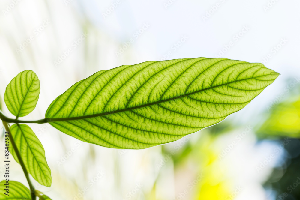 Green leaf Green leaf