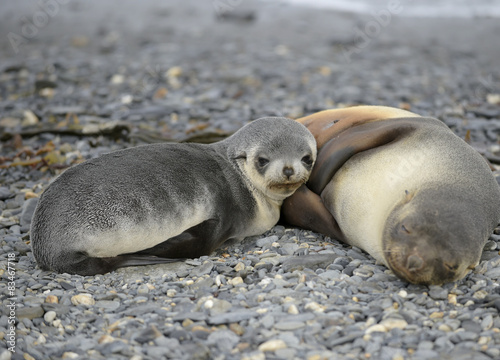 Fur Seal Cub & Mother - South Georgia