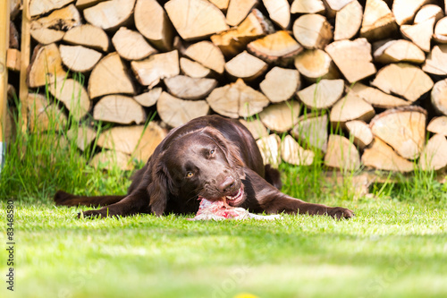 Hund isst Huhn