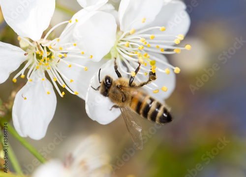 bee on a white flower on a tree