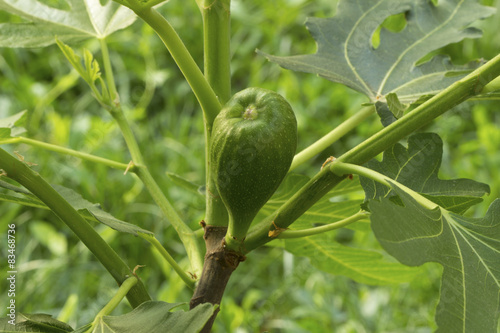 Unripe fig