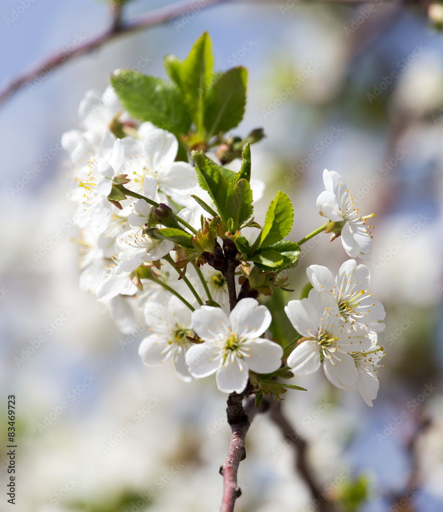 Fototapeta premium flowers on the tree against the blue sky