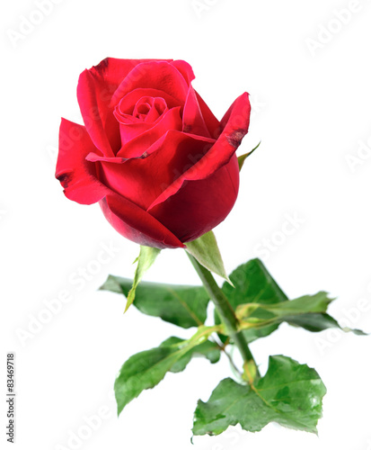 Fototapeta Naklejka Na Ścianę i Meble -  beautiful red rose isolated on white background