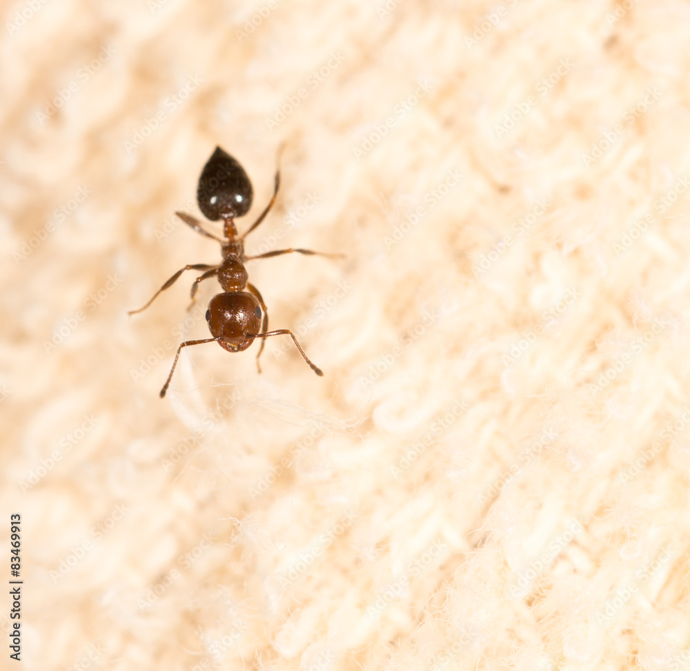 Fototapeta premium ant on material