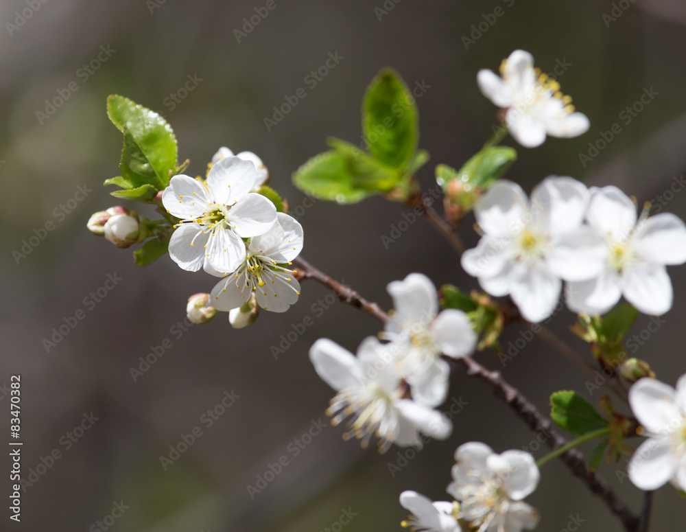white flowers on the tree in nature white flowers on the tree in nature