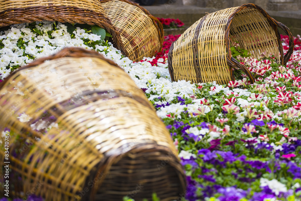 Obraz premium Purple flower garden with wood baskets
