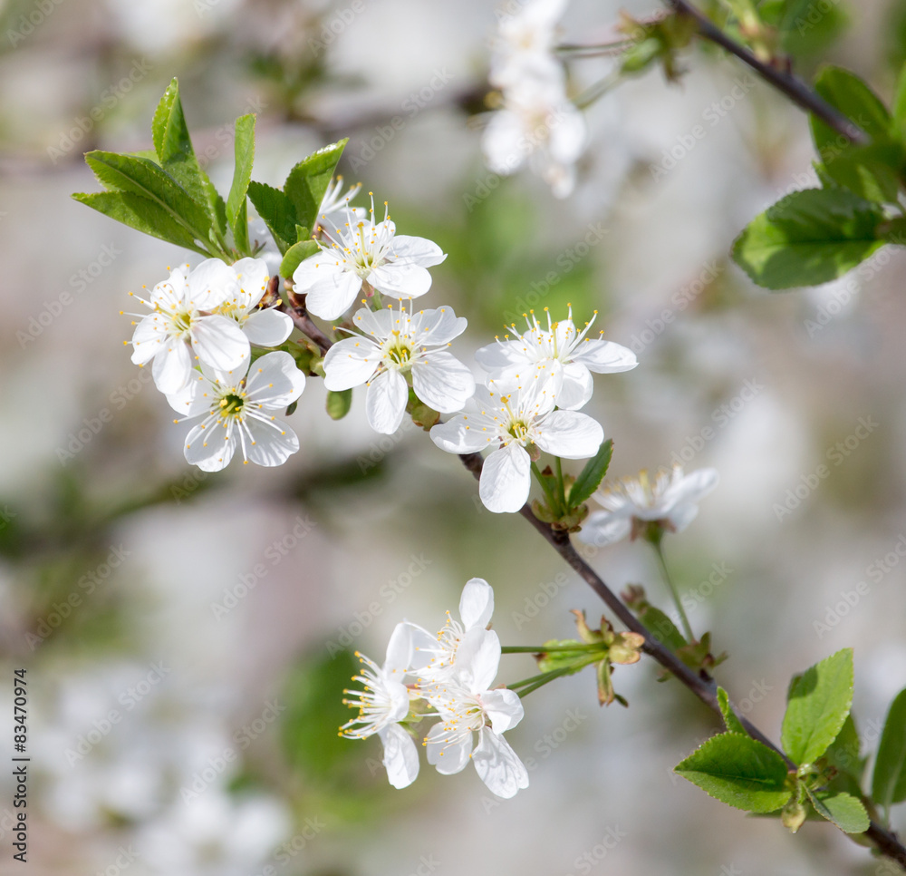 white flowers on the tree in nature white flowers on the tree in nature