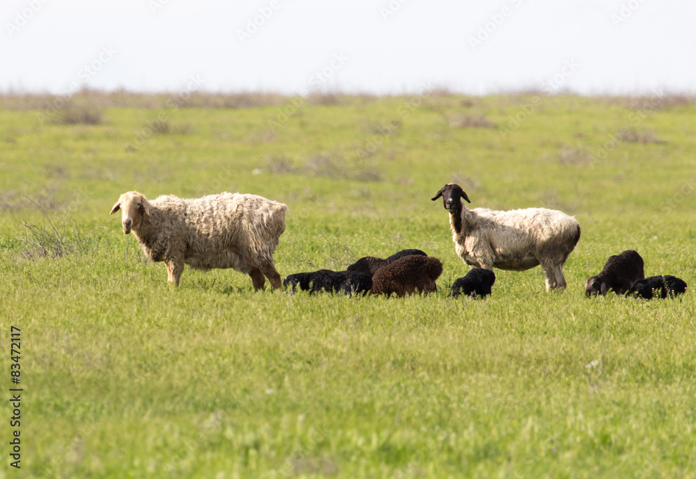 Fototapeta premium sheep in the pasture in nature