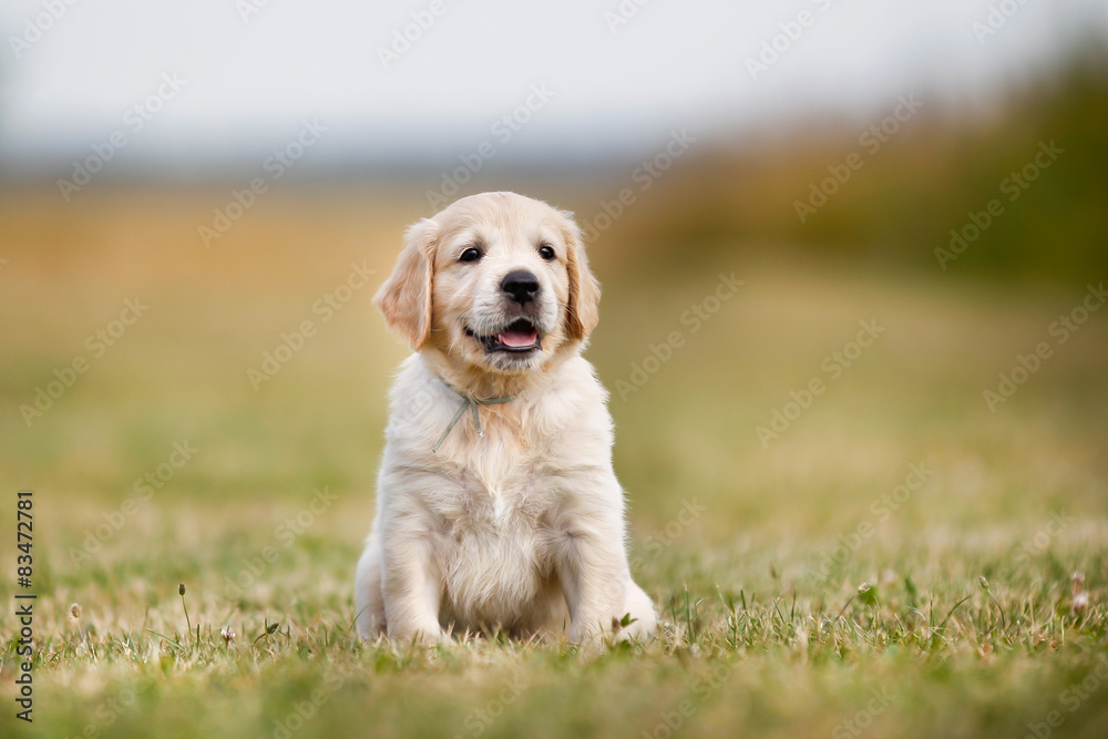 Golden retriever puppy on a sunny day - obrazy, fototapety, plakaty 
