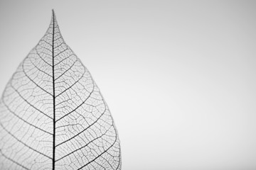 Papier peint photo Nervures de feuilles Skeleton leaf on grey background, close up  © Africa Studio