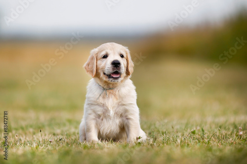 Golden retriever puppy on a sunny day
