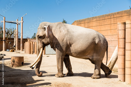 Photography Elephant in zoo