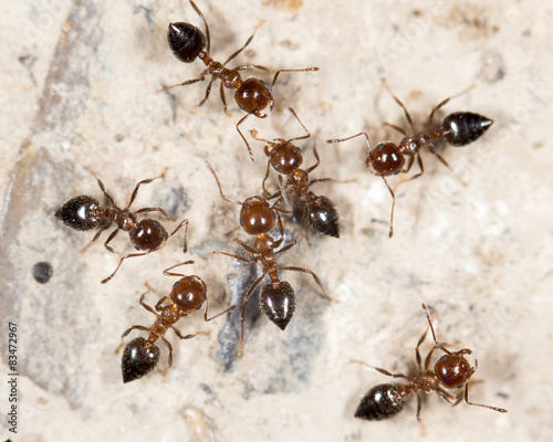 ants on the ground. close-up © schankz