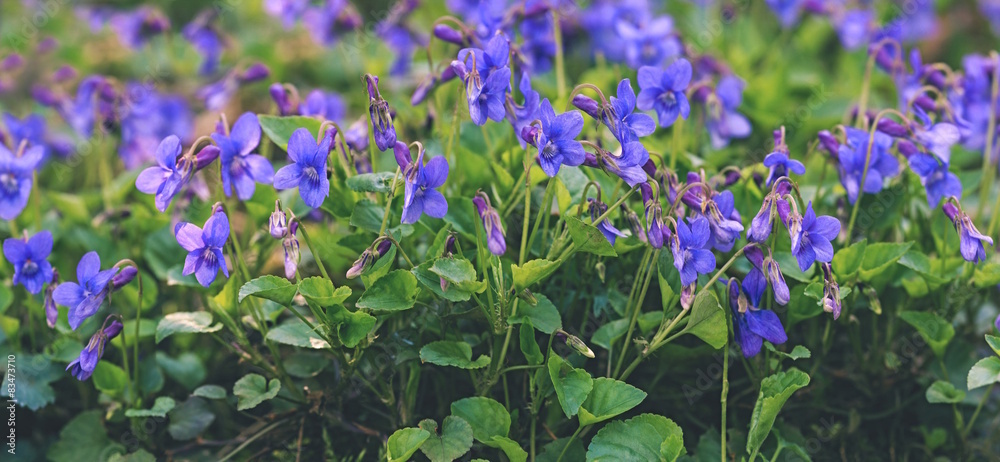 Fototapeta premium violets bloom