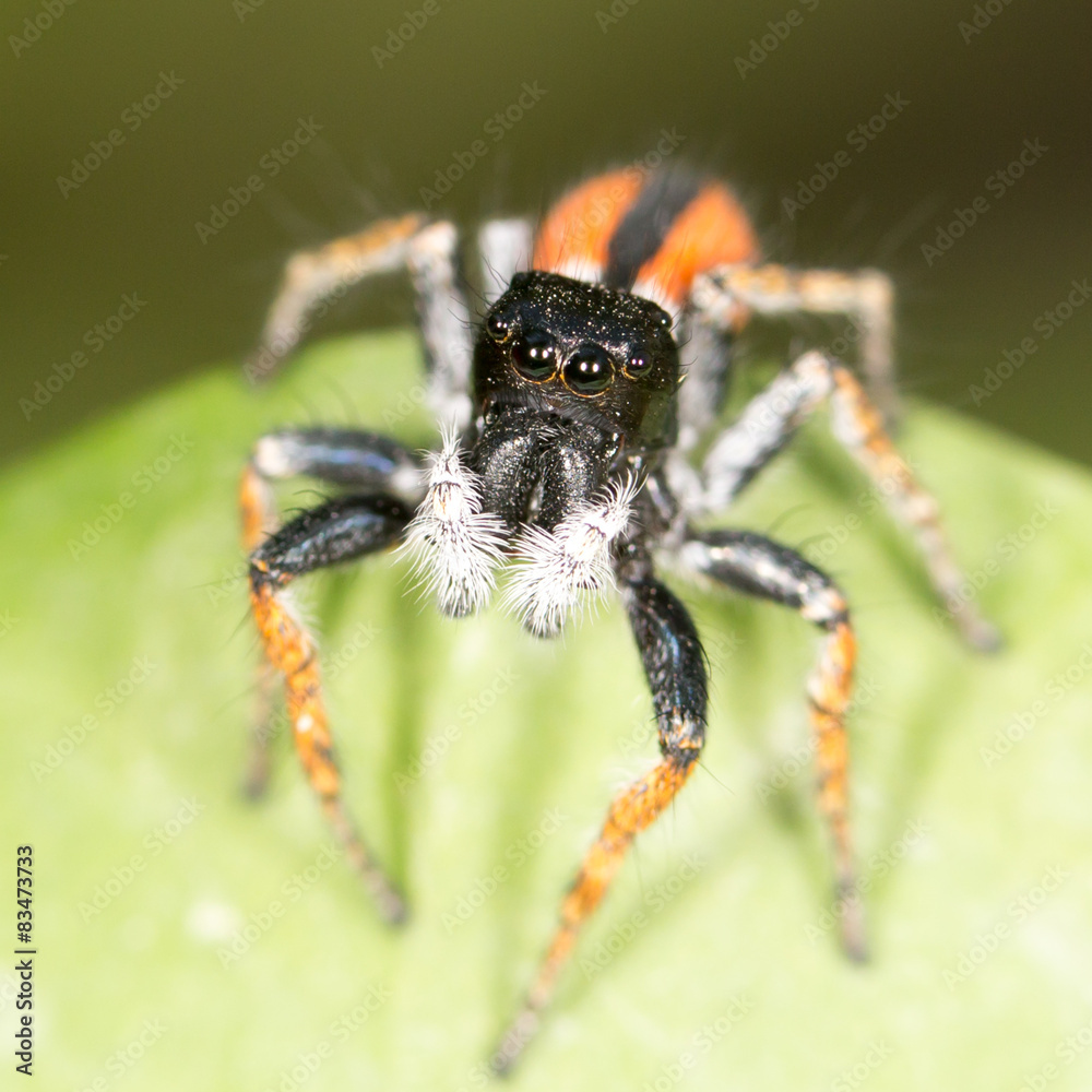 Portrait of red spider jumper Portrait of red spider jumper