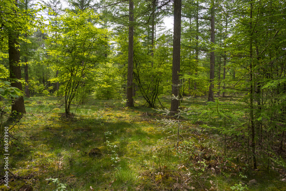 Foliage of a beech forest in sunlight in spring Foliage of a beech forest in sunlight in spring