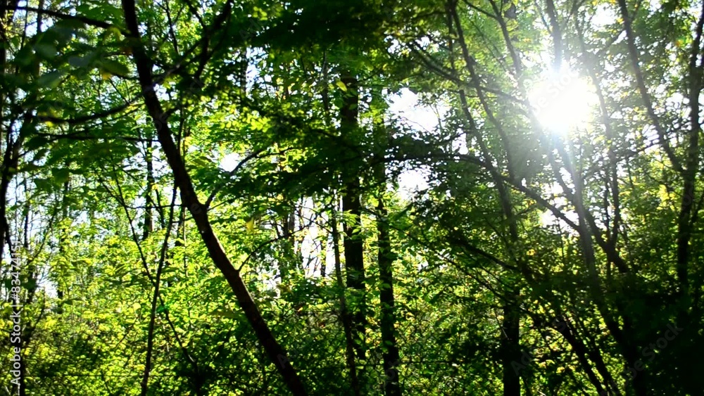 Sunshine coming through green trees in a forest – panning effect Sunshine coming through green trees in a forest – panning effect