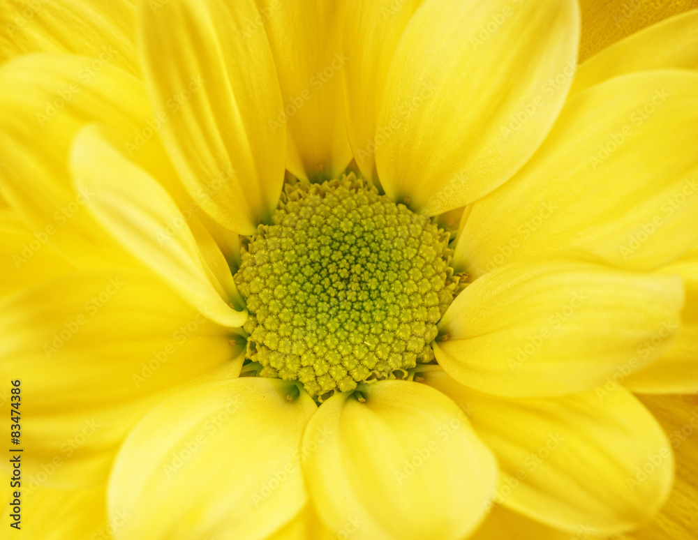 Chrysanthemum Chrysanthemum