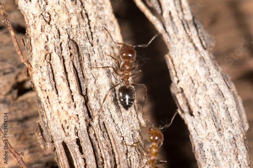 ants on wood. close-up © schankz