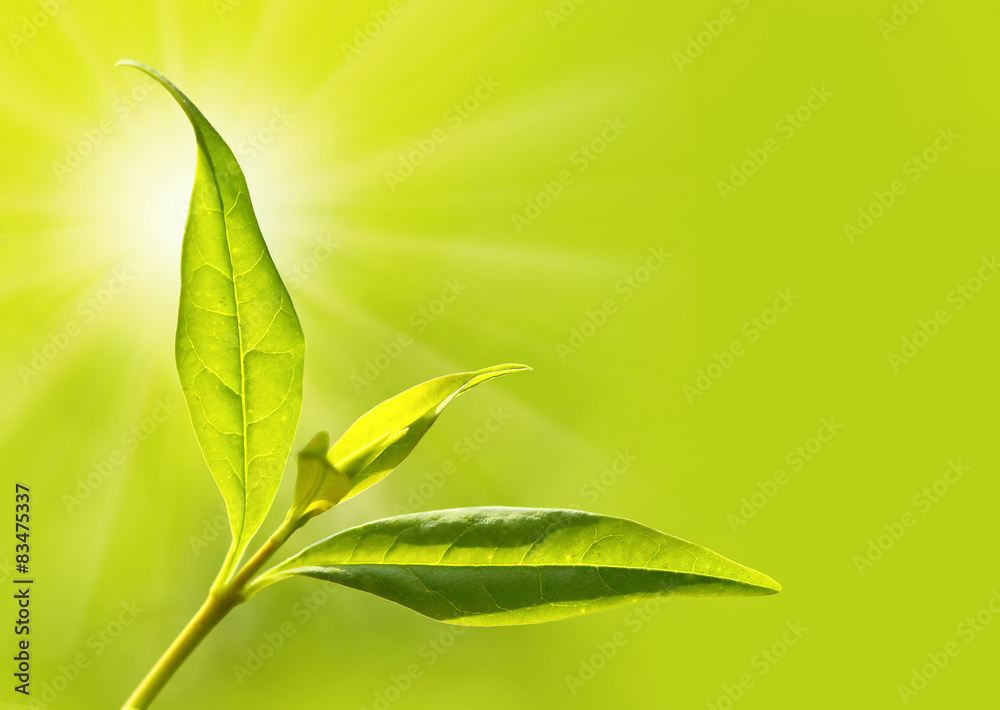 Obraz premium Tea tree (Thea sinensis). Picture with space for your text.