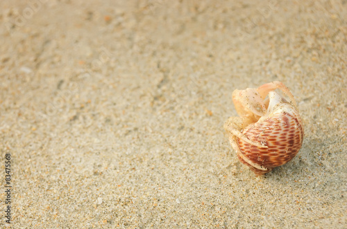 Hermit Crab in a shell