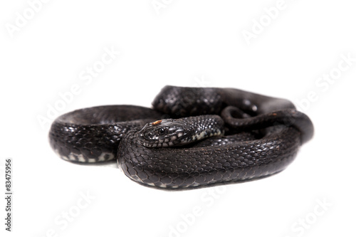 Dice snake, Natrix tessellata, on white photo